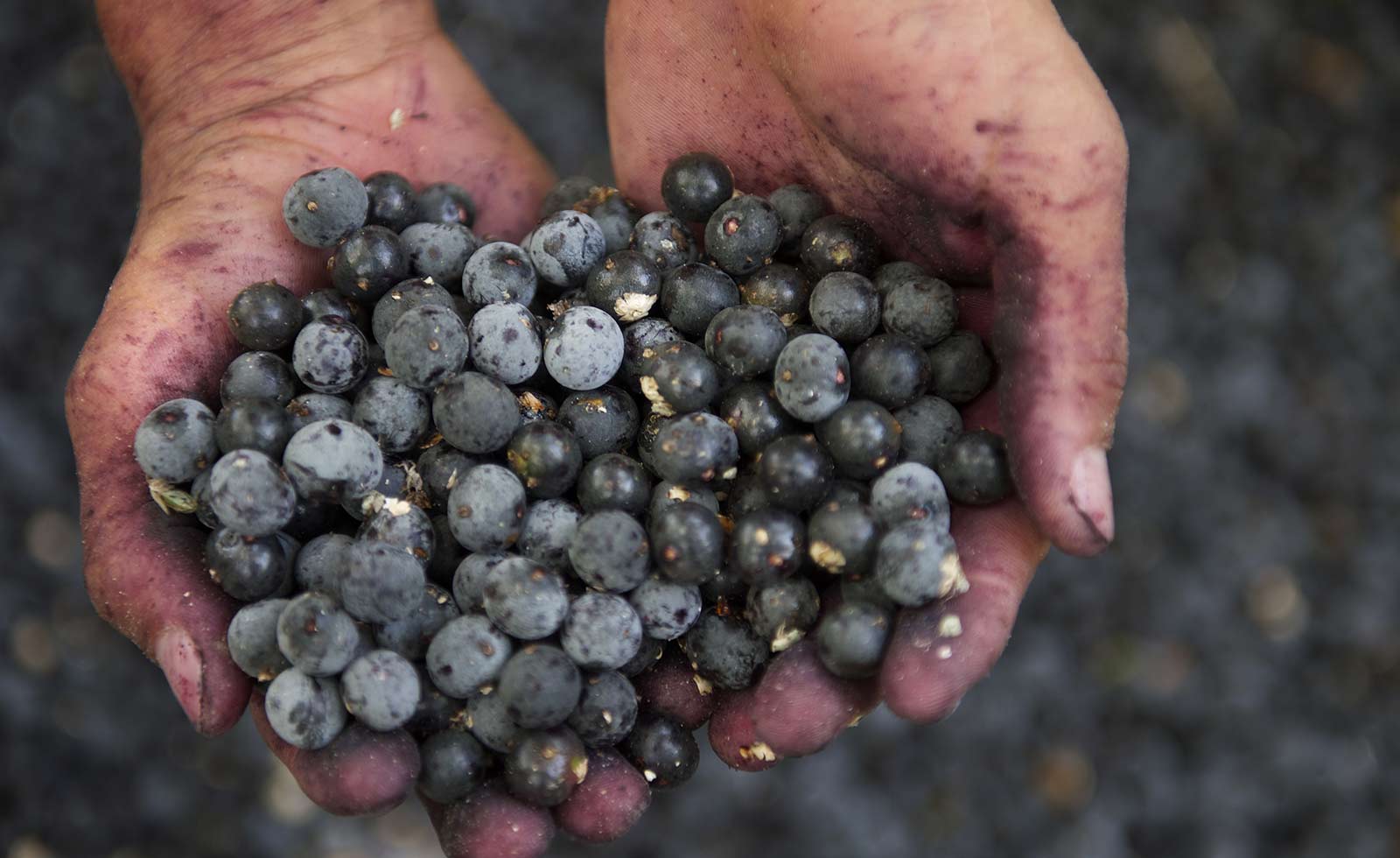 The image shows acai berries